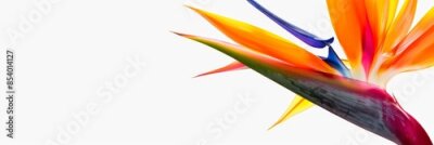Papier peint  Bird of Paradise Tropical Flower Isolated, Strelitzia Bloom, Orange Exotic Bird Head Flower on White