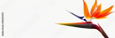Papier peint  Bird of Paradise Tropical Flower Isolated, Strelitzia Bloom, Orange Exotic Bird Head Flower on White