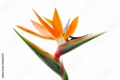 Papier peint  Bird of Paradise Tropical Flower Isolated, Strelitzia Bloom, Orange Exotic Bird Head Flower on White