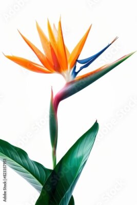 Papier peint  Bird of Paradise Tropical Flower Isolated, Strelitzia Bloom, Orange Exotic Bird Head Flower on White