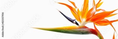Papier peint  Bird of Paradise Tropical Flower Isolated, Strelitzia Bloom, Orange Exotic Bird Head Flower on White