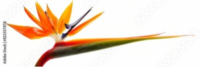 Papier peint  Bird of Paradise Tropical Flower Isolated, Strelitzia Bloom, Orange Exotic Bird Head Flower on White