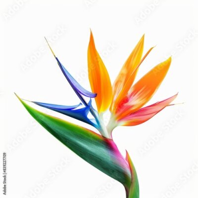 Papier peint  Bird of Paradise Tropical Flower Isolated, Strelitzia Bloom, Orange Exotic Bird Head Flower on White