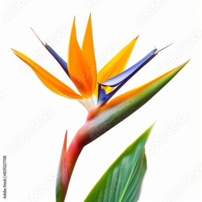 Papier peint  Bird of Paradise Tropical Flower Isolated, Strelitzia Bloom, Orange Exotic Bird Head Flower on White