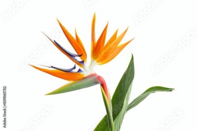Papier peint  Bird of Paradise Tropical Flower Isolated, Strelitzia Bloom, Orange Exotic Bird Head Flower on White