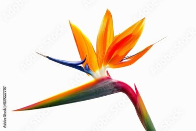 Papier peint  Bird of Paradise Tropical Flower Isolated, Strelitzia Bloom, Orange Exotic Bird Head Flower on White