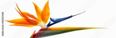 Papier peint  Bird of Paradise Tropical Flower Isolated, Strelitzia Bloom, Orange Exotic Bird Head Flower on White