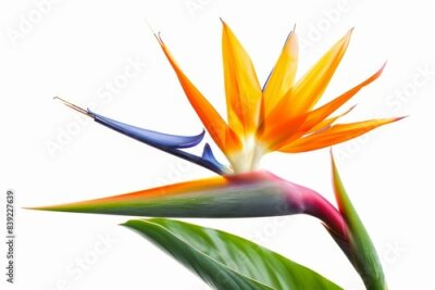 Papier peint  Bird of Paradise Tropical Flower Isolated, Strelitzia Bloom, Orange Exotic Bird Head Flower on White