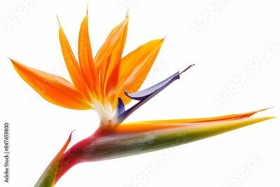 Papier peint  Bird of Paradise Tropical Flower Isolated, Strelitzia Bloom, Orange Exotic Bird Head Flower on White