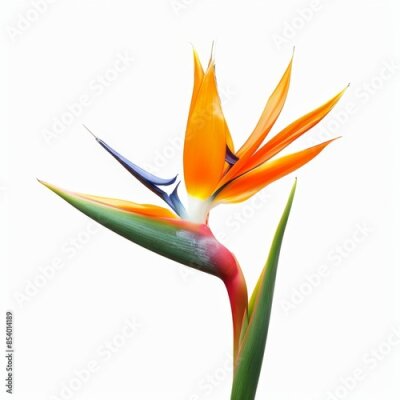 Papier peint  Bird of Paradise Tropical Flower Isolated, Strelitzia Bloom, Orange Exotic Bird Head Flower on White