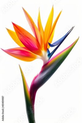 Papier peint  Bird of Paradise Tropical Flower Isolated, Strelitzia Bloom, Orange Exotic Bird Head Flower on White