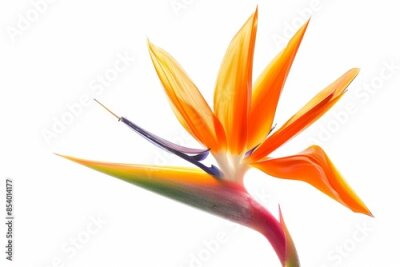 Papier peint  Bird of Paradise Tropical Flower Isolated, Strelitzia Bloom, Orange Exotic Bird Head Flower on White