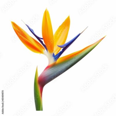 Papier peint  Bird of Paradise Tropical Flower Isolated, Strelitzia Bloom, Orange Exotic Bird Head Flower on White