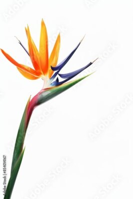 Papier peint  Bird of Paradise Tropical Flower Isolated, Strelitzia Bloom, Orange Exotic Bird Head Flower on White