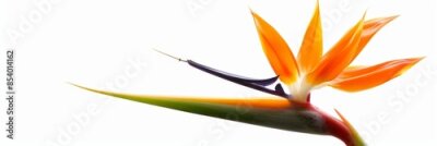 Papier peint  Bird of Paradise Tropical Flower Isolated, Strelitzia Bloom, Orange Exotic Bird Head Flower on White