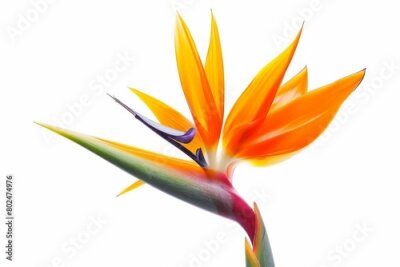 Papier peint  Bird of Paradise Tropical Flower Isolated, Strelitzia Bloom, Orange Exotic Bird Head Flower on White