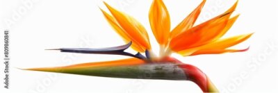 Papier peint  Bird of Paradise Tropical Flower Isolated, Strelitzia Bloom, Orange Exotic Bird Head Flower on White