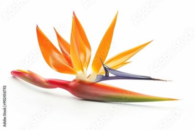 Papier peint  Bird of Paradise Tropical Flower Isolated, Strelitzia Bloom, Orange Exotic Bird Head Flower on White