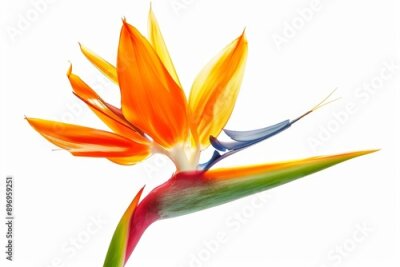 Papier peint  Bird of Paradise Tropical Flower Isolated, Strelitzia Bloom, Orange Exotic Bird Head Flower on White