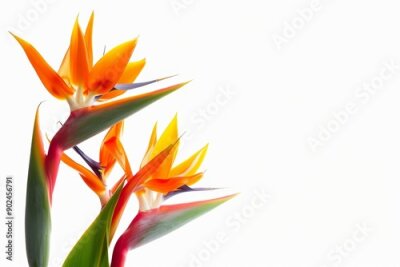 Papier peint  Bird of Paradise Tropical Flower Isolated, Strelitzia Bloom, Orange Exotic Bird Head Flower on White