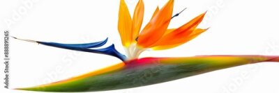 Papier peint  Bird of Paradise Tropical Flower Isolated, Strelitzia Bloom, Orange Exotic Bird Head Flower on White