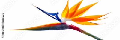 Papier peint  Bird of Paradise Tropical Flower Isolated, Strelitzia Bloom, Orange Exotic Bird Head Flower on White