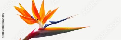 Papier peint  Bird of Paradise Tropical Flower Isolated, Strelitzia Bloom, Orange Exotic Bird Head Flower on White
