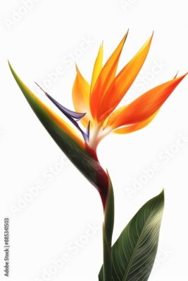 Papier peint  Bird of Paradise Tropical Flower Isolated, Strelitzia Bloom, Orange Exotic Bird Head Flower on White