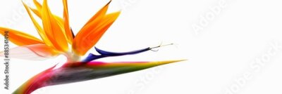 Papier peint  Bird of Paradise Tropical Flower Isolated, Strelitzia Bloom, Orange Exotic Bird Head Flower on White