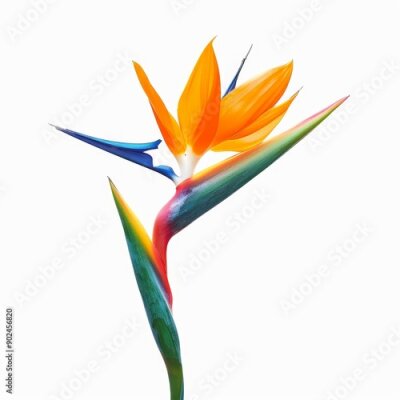 Papier peint  Bird of Paradise Tropical Flower Isolated, Strelitzia Bloom, Orange Exotic Bird Head Flower on White
