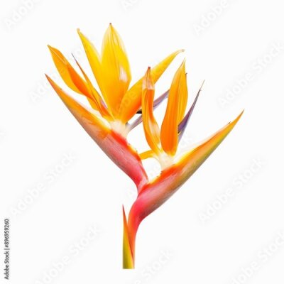 Papier peint  Bird of Paradise Tropical Flower Isolated, Strelitzia Bloom, Orange Exotic Bird Head Flower on White