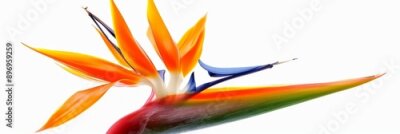 Papier peint  Bird of Paradise Tropical Flower Isolated, Strelitzia Bloom, Orange Exotic Bird Head Flower on White