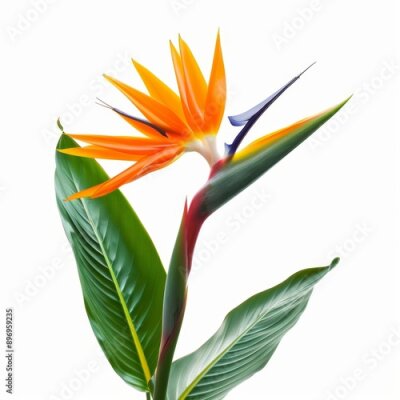 Papier peint  Bird of Paradise Tropical Flower Isolated, Strelitzia Bloom, Orange Exotic Bird Head Flower on White