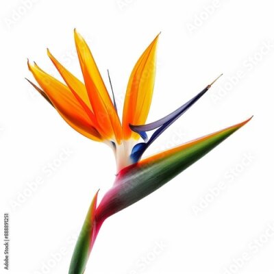 Papier peint  Bird of Paradise Tropical Flower Isolated, Strelitzia Bloom, Orange Exotic Bird Head Flower on White
