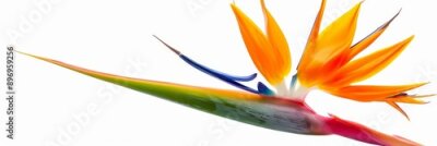 Papier peint  Bird of Paradise Tropical Flower Isolated, Strelitzia Bloom, Orange Exotic Bird Head Flower on White