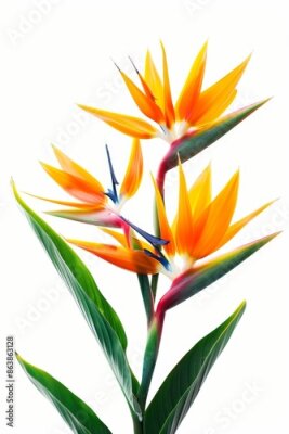 Papier peint  Bird of Paradise Tropical Flower Isolated, Strelitzia Bloom, Orange Exotic Bird Head Flower on White