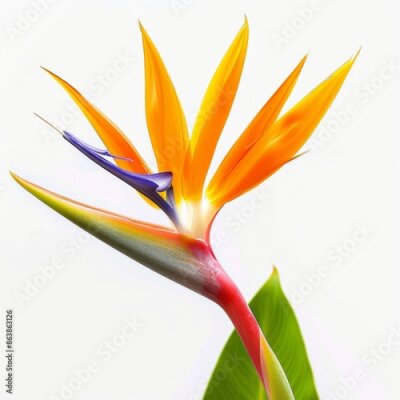 Papier peint  Bird of Paradise Tropical Flower Isolated, Strelitzia Bloom, Orange Exotic Bird Head Flower on White