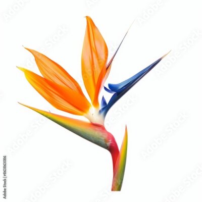 Papier peint  Bird of Paradise Tropical Flower Isolated, Strelitzia Bloom, Orange Exotic Bird Head Flower on White