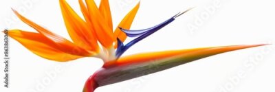 Papier peint  Bird of Paradise Tropical Flower Isolated, Strelitzia Bloom, Orange Exotic Bird Head Flower on White
