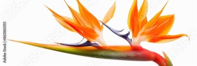 Papier peint  Bird of Paradise Tropical Flower Isolated, Strelitzia Bloom, Orange Exotic Bird Head Flower on White