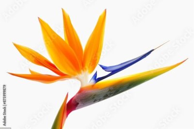 Papier peint  Bird of Paradise Tropical Flower Isolated, Strelitzia Bloom, Orange Exotic Bird Head Flower on White