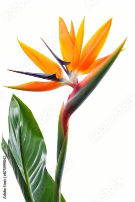 Papier peint  Bird of Paradise Tropical Flower Isolated, Strelitzia Bloom, Orange Exotic Bird Head Flower on White