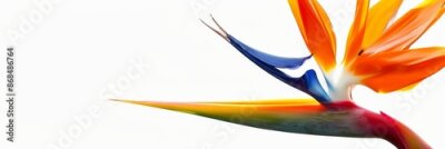 Papier peint  Bird of Paradise Tropical Flower Isolated, Strelitzia Bloom, Orange Exotic Bird Head Flower on White
