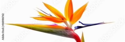 Papier peint  Bird of Paradise Tropical Flower Isolated, Strelitzia Bloom, Orange Exotic Bird Head Flower on White