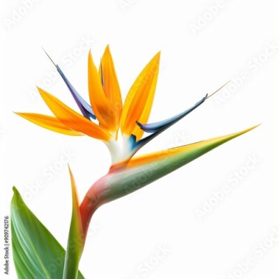 Papier peint  Bird of Paradise Tropical Flower Isolated, Strelitzia Bloom, Orange Exotic Bird Head Flower on White