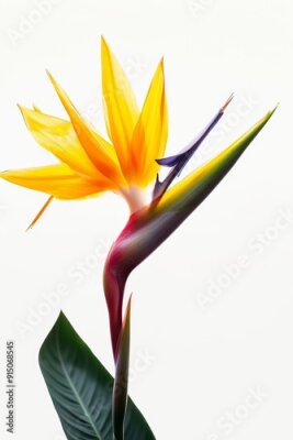 Papier peint  Bird of Paradise Tropical Flower Isolated, Strelitzia Bloom, Orange Exotic Bird Head Flower on White