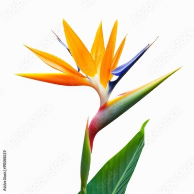 Papier peint  Bird of Paradise Tropical Flower Isolated, Strelitzia Bloom, Orange Exotic Bird Head Flower on White