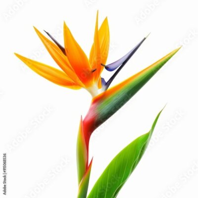 Papier peint  Bird of Paradise Tropical Flower Isolated, Strelitzia Bloom, Orange Exotic Bird Head Flower on White