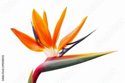 Papier peint  Bird of Paradise Tropical Flower Isolated, Strelitzia Bloom, Orange Exotic Bird Head Flower on White