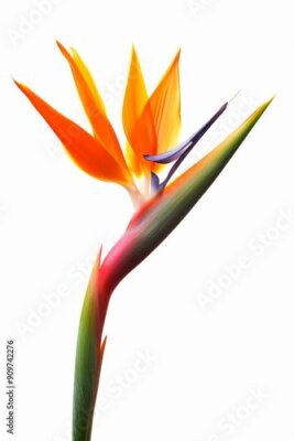 Papier peint  Bird of Paradise Tropical Flower Isolated, Strelitzia Bloom, Orange Exotic Bird Head Flower on White
